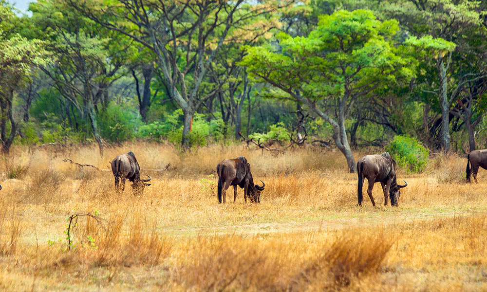 Car Hire Polokwane DriveAway